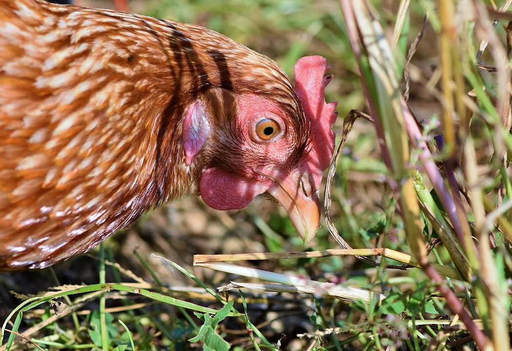Allevamenti: la LAV contro gli insetti nei mangimi per polli e maiali
