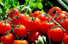 USA: la carenza di pomodori fa salire il prezzo del ketchup
