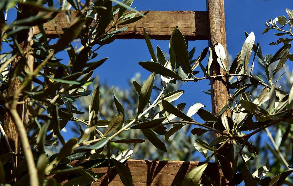 Xylella: 15 ulivi infetti ad Alberobello