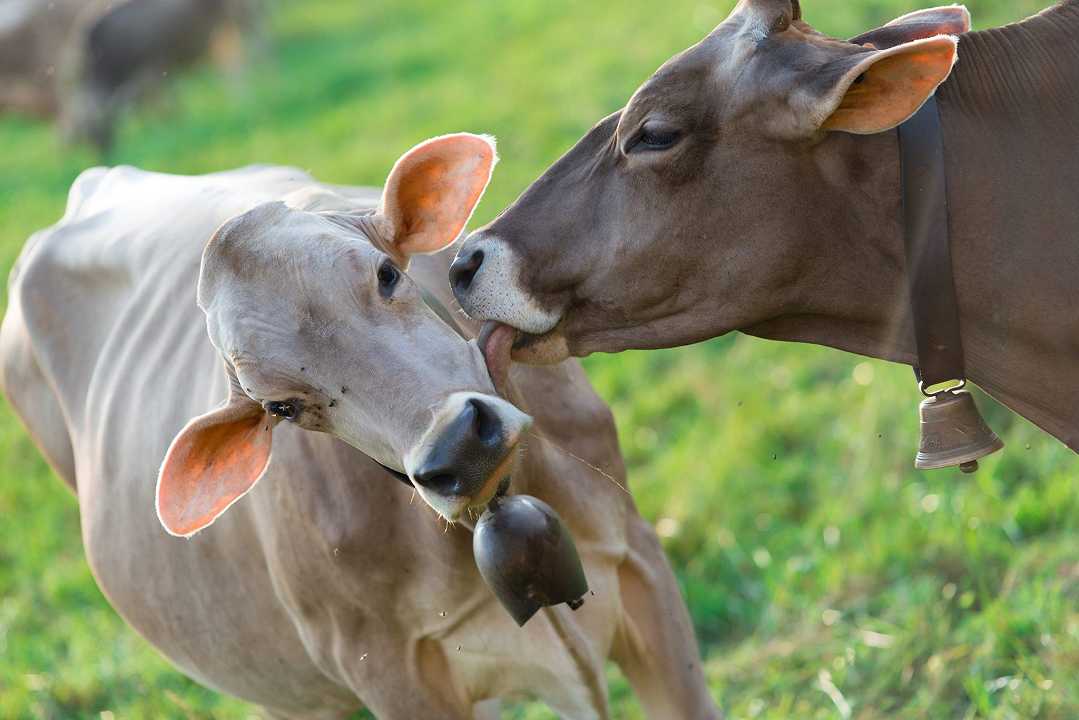 Sommariva Bosco: le tossine del sorgo uccidono una mandria di mucche