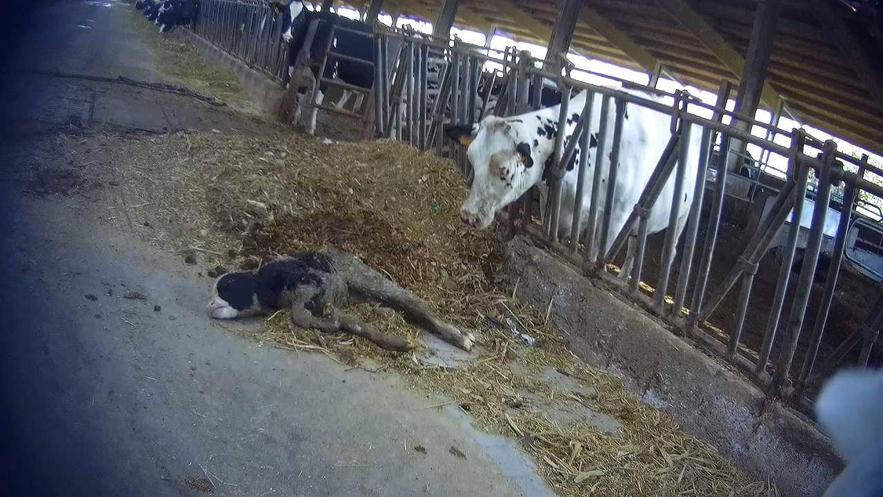 Grana Padano: Essere Animali rivela vitelli morti e terribili condizioni igieniche