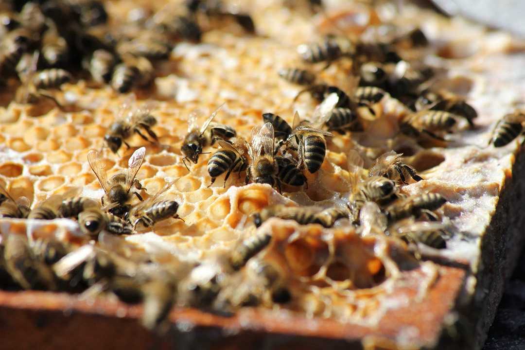 Massa Carrara, una tempesta disperde decine di famiglie di api