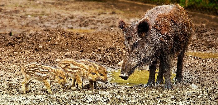 Peste suina africana, Liguria: i cercatori di funghi promossi a scovatori di carcasse di cinghiale