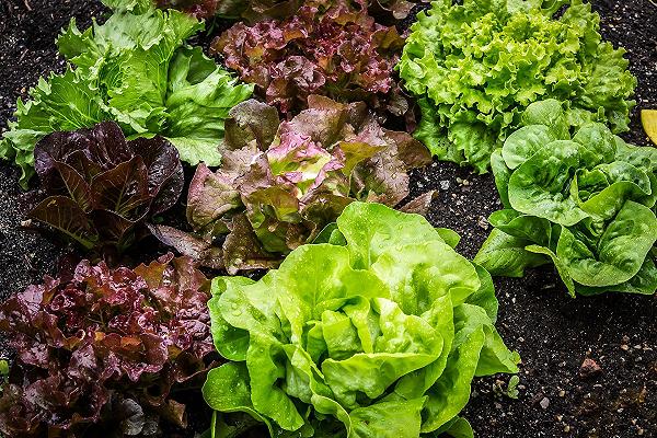 Roma, nasconde l’eroina nell’insalata: arrestata casalinga