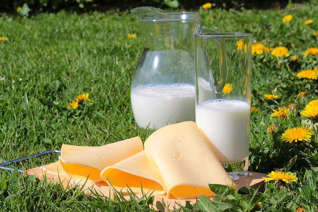 Proteine alternative, startup produce vero latte di mucca, ma vegano