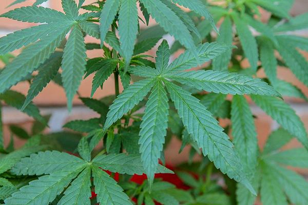 Livorno: sequestrata la villa dello chef che coltivava centinaia di piante di marijuana