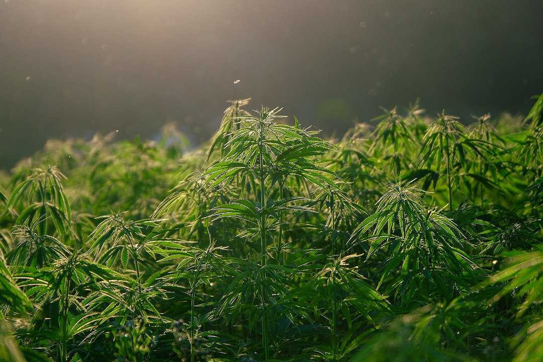 Sardegna: arrestati 3 agricoltori, coltivavano marijuana nei loro campi
