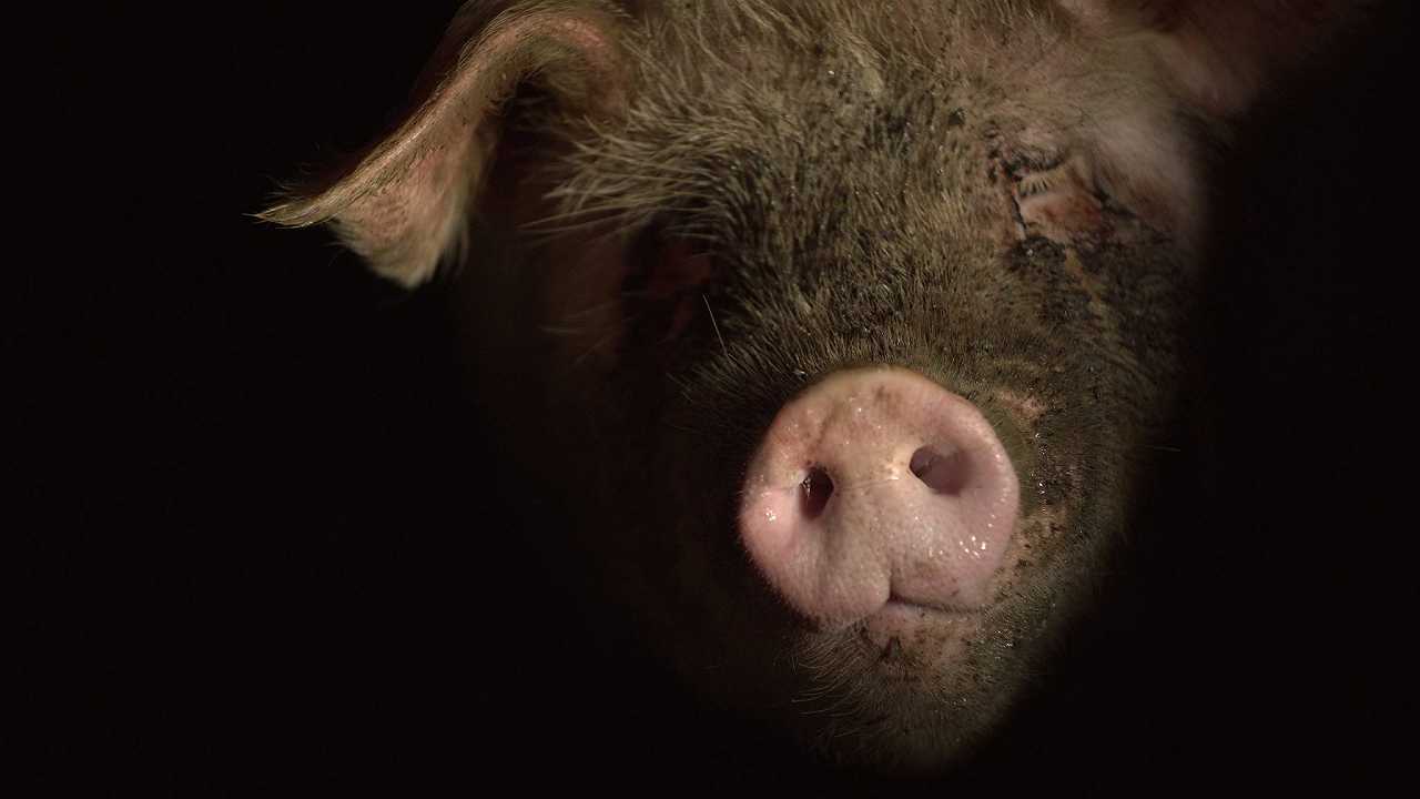 Prosciutto di Parma: un video degli animalisti denuncia le condizioni dei maiali