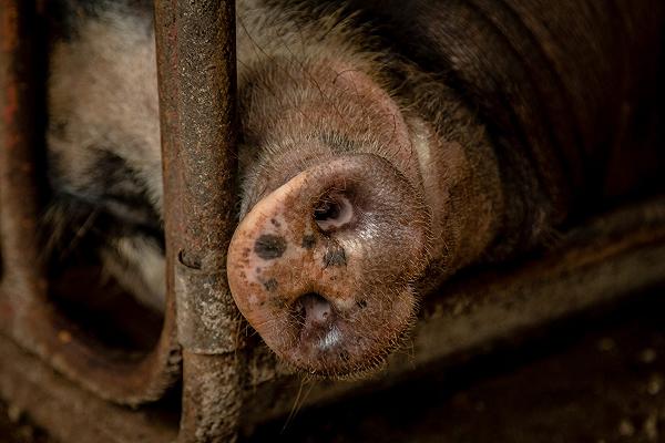 Peste suina africana, il piano per l’allentamento delle restrizioni arriverà a giorni