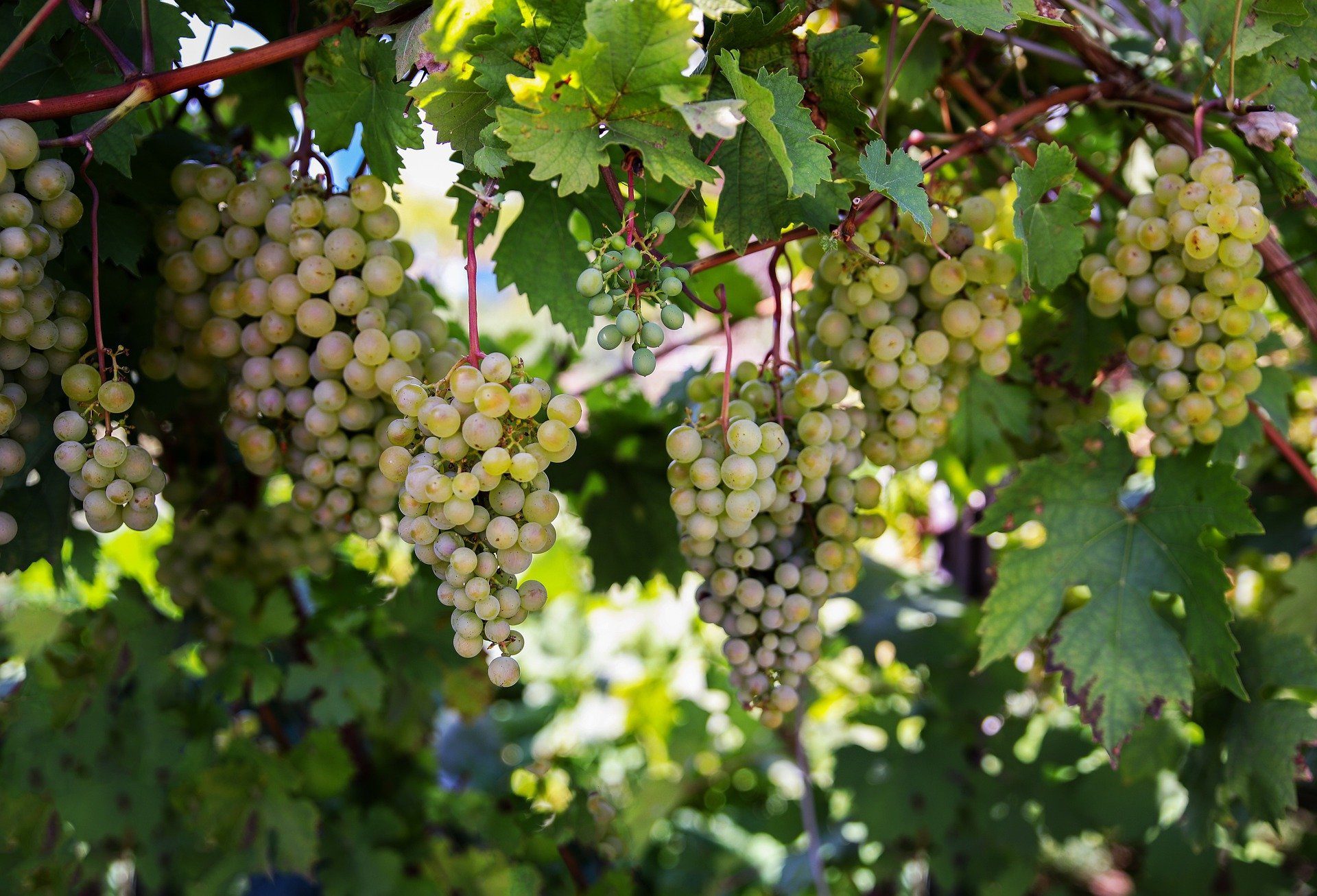 Vendemmia 2022 Si Parte Con 7 Giorni Di Anticipo Si Stima Un Calo Di