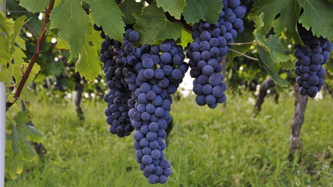 Vino, introdotte nel Registro nazionale tre nuove varietà di vite Vino, introdotte nel Registro nazionale tre nuove varietà di vite