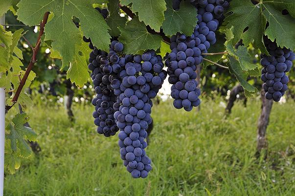 Vino, introdotte nel Registro nazionale tre nuove varietà di vite