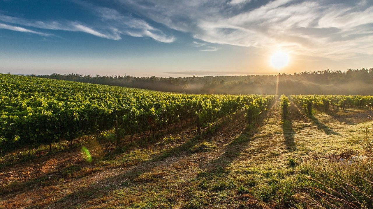 Vino, se prueban sistemas de crianza en España para luchar contra el cambio climático