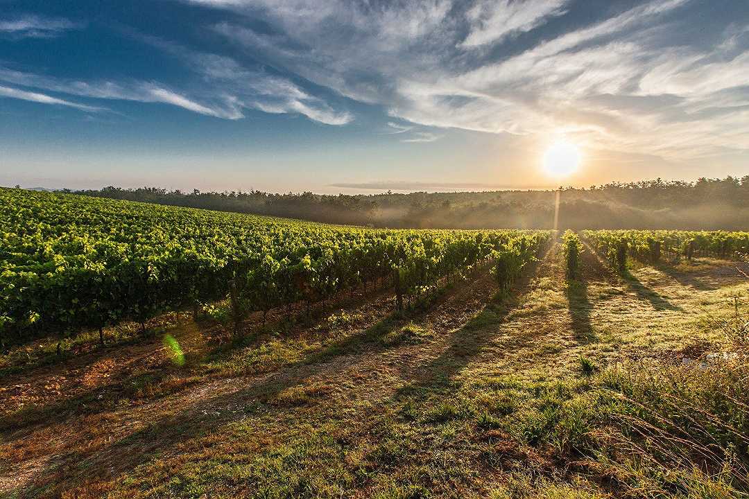 Vino: la Puglia punta sul biologico, mentre un quinto della produzione nazionale viene dal Sud