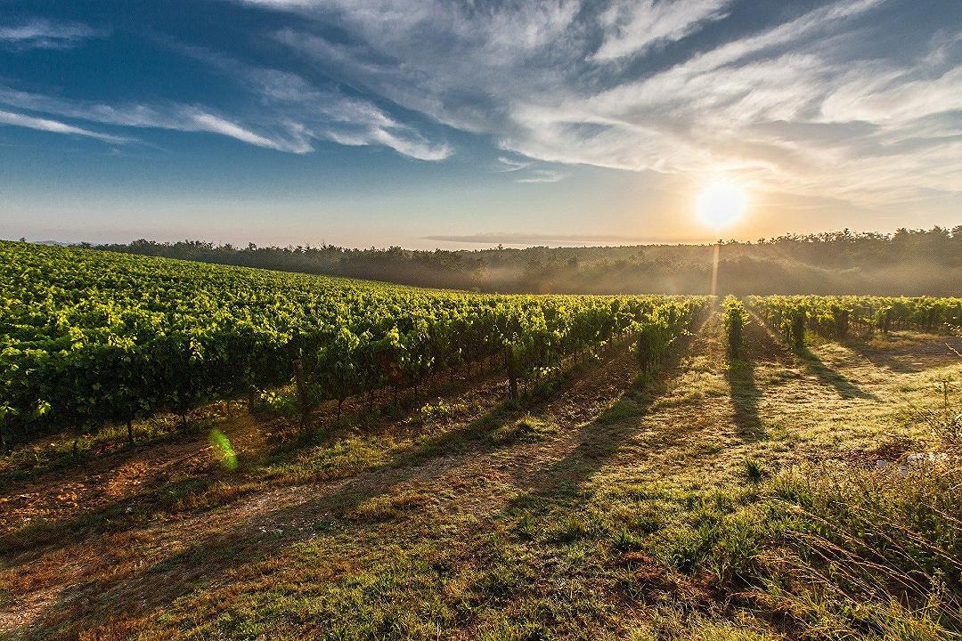 Vino: la Puglia punta sul biologico, mentre un quinto della produzione nazionale viene dal Sud