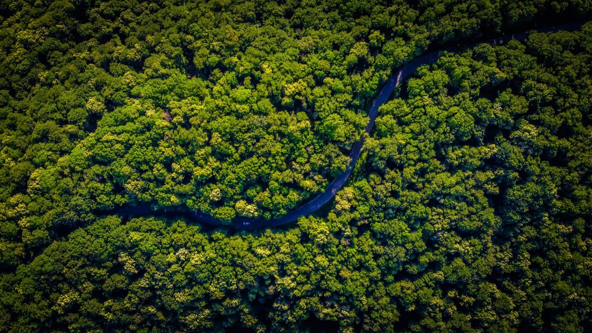 Amazzonia foresta amazzonica brasile
