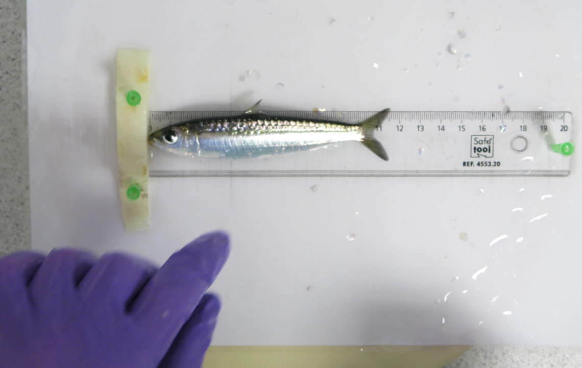 sardine mediterraneo dimensioni piccole