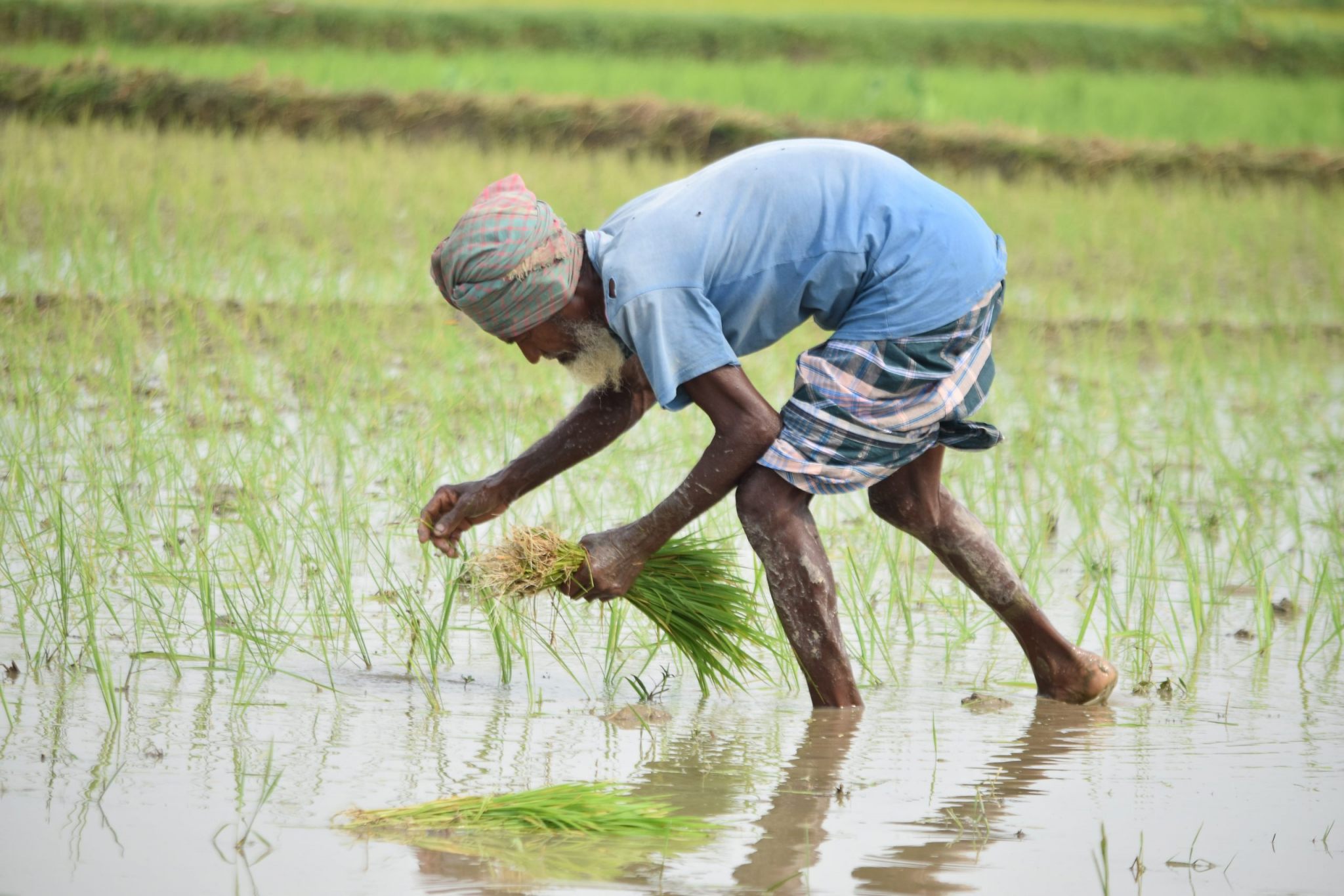 agricoltura Bangladesh risaia