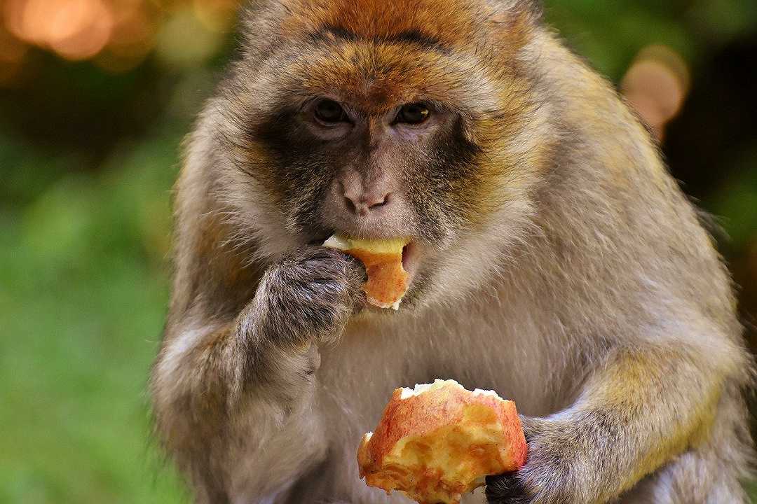 Thailandia: tornano i banchetti di frutta e verdura per il Monkey Festival