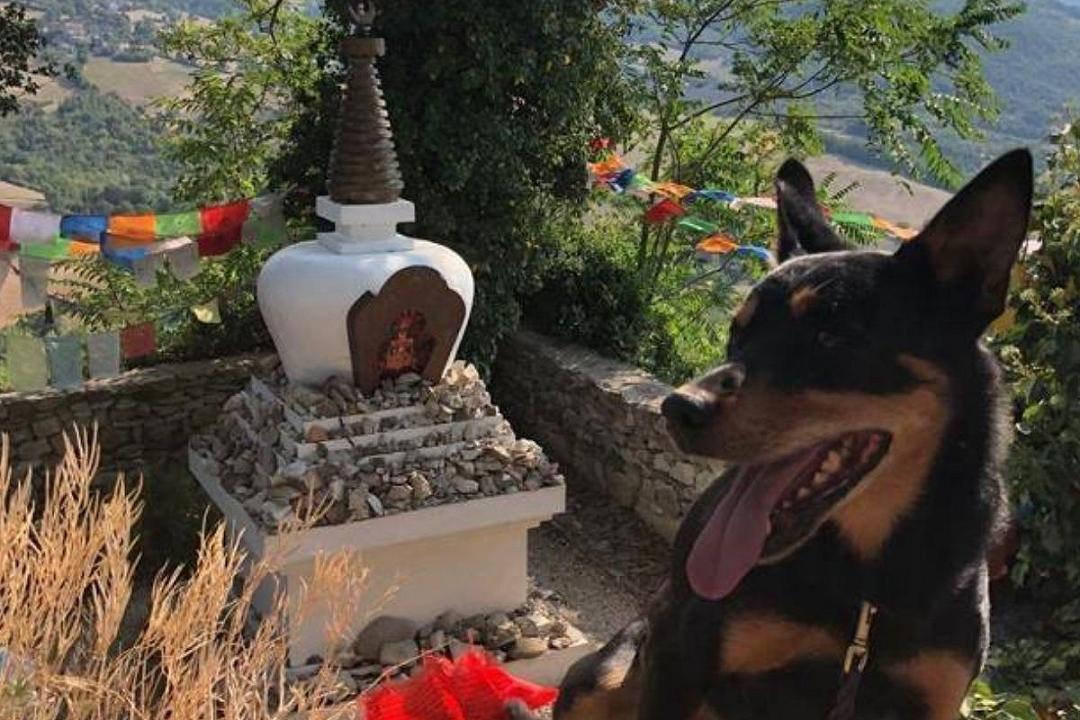 Friuli, cane del Soccorso Alpino ingerisce un’esca avvelenata