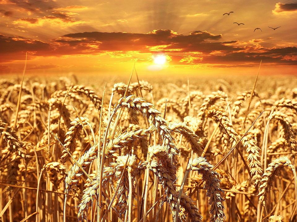 Guerra in Ucraina, prezzo del grano a livelli record
