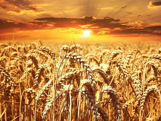 Ucraina, il blocco delle esportazioni di grano mette in crisi il Medioriente