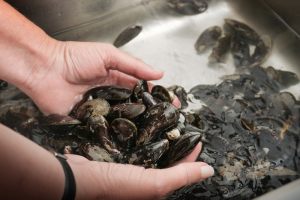 cozze lavate a bagno nel lavandino
