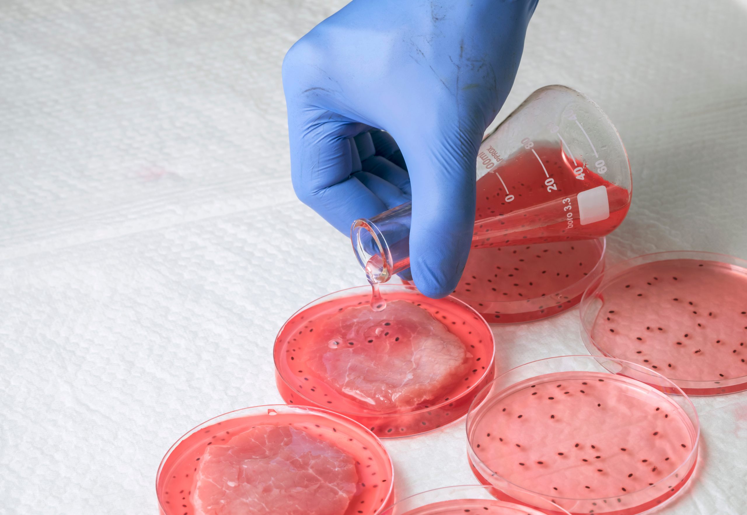 Carne coltivata in laboratorio