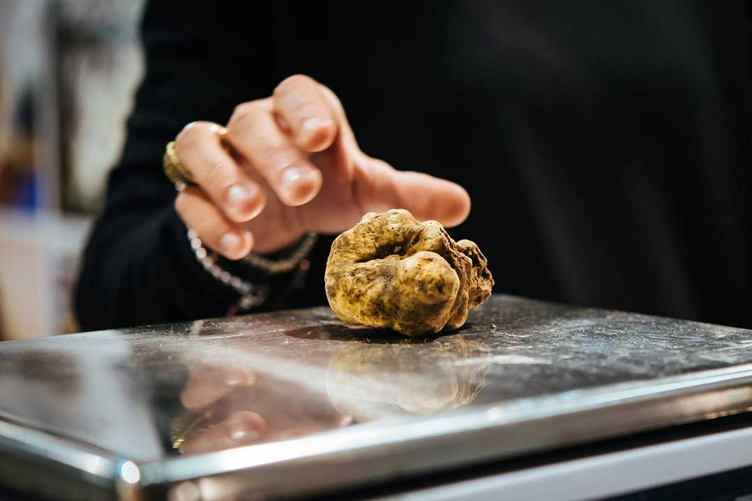 La “Cerca e cavatura del tartufo in Italia” diventa patrimonio dell’umanità Unesco