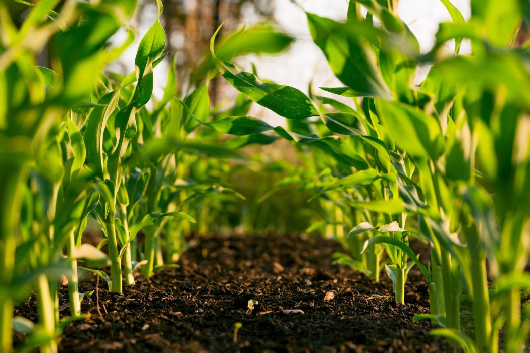 agricoltura piante