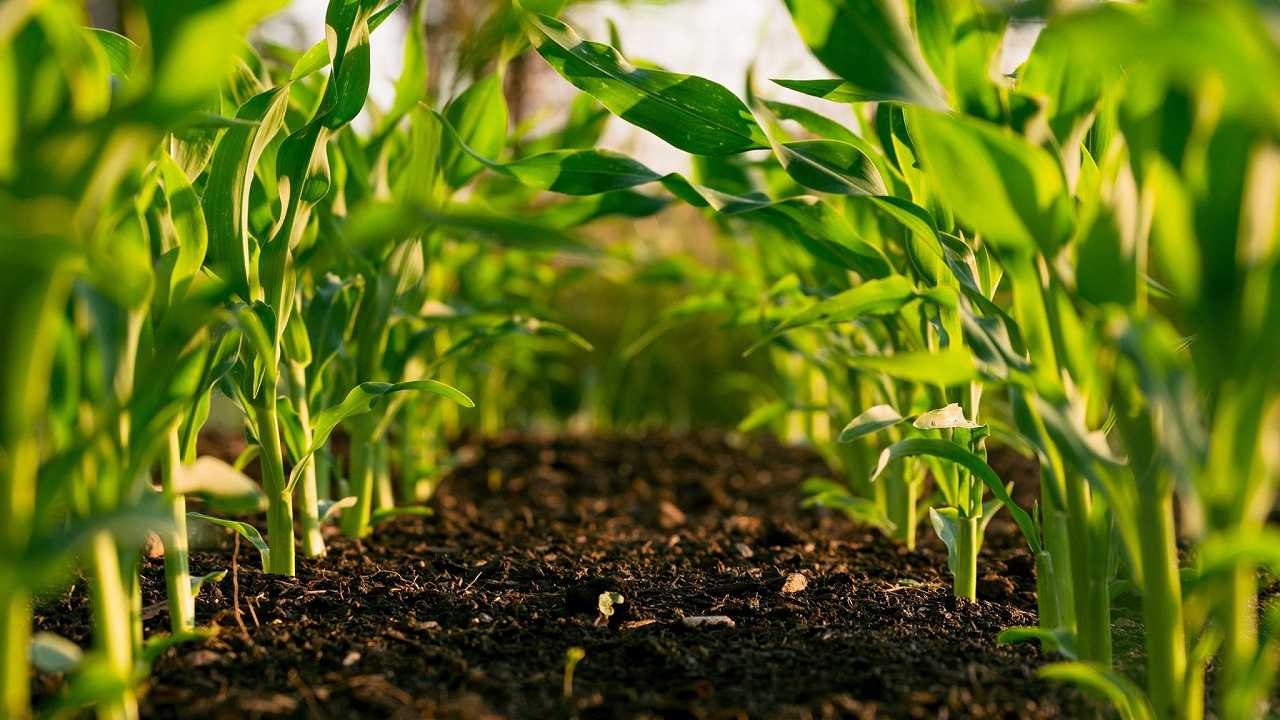 Agricoltura, la superficie per le colture bio è aumentata del 56% in otto anni