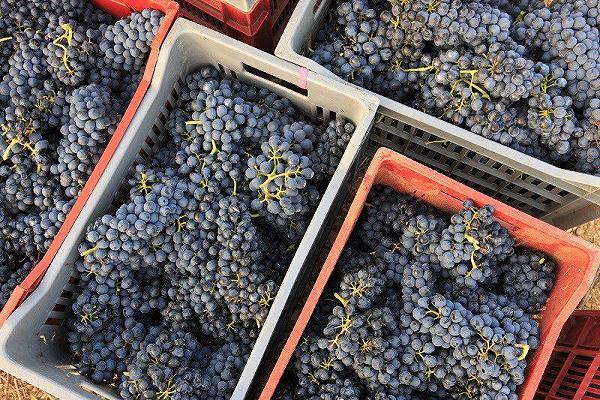 Vendemmia 2021 in Piemonte: grande qualità ma calo della produzione del 15%