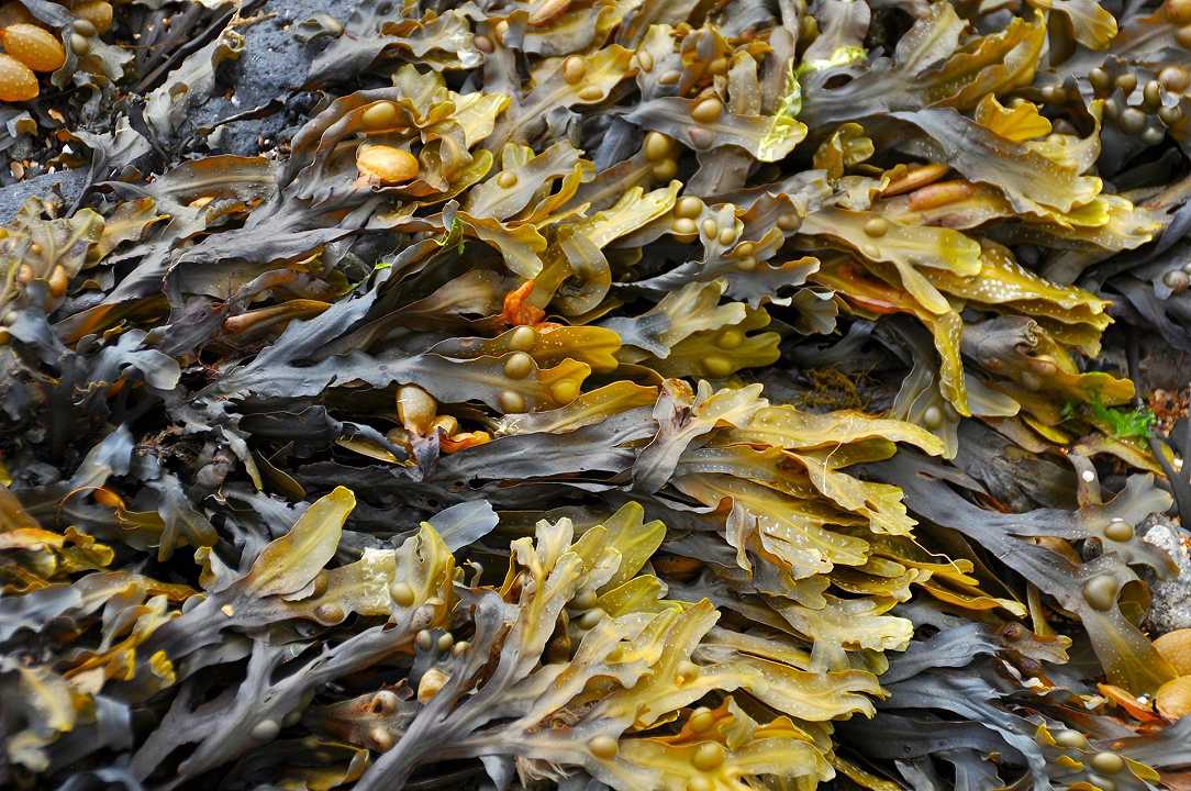 Genova, l’innalzamento della temperature dell’acqua ha fatto fiorire un’alga tossica