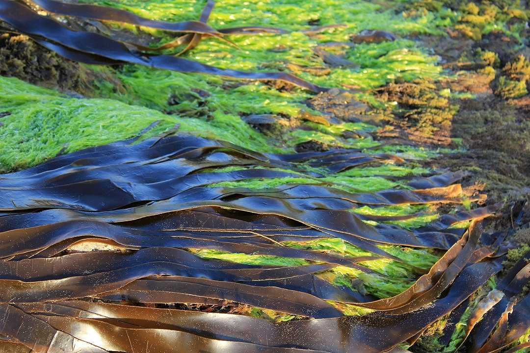 Siccità, il Po è invaso da un’alga aliena: è colpa del caldo anomalo