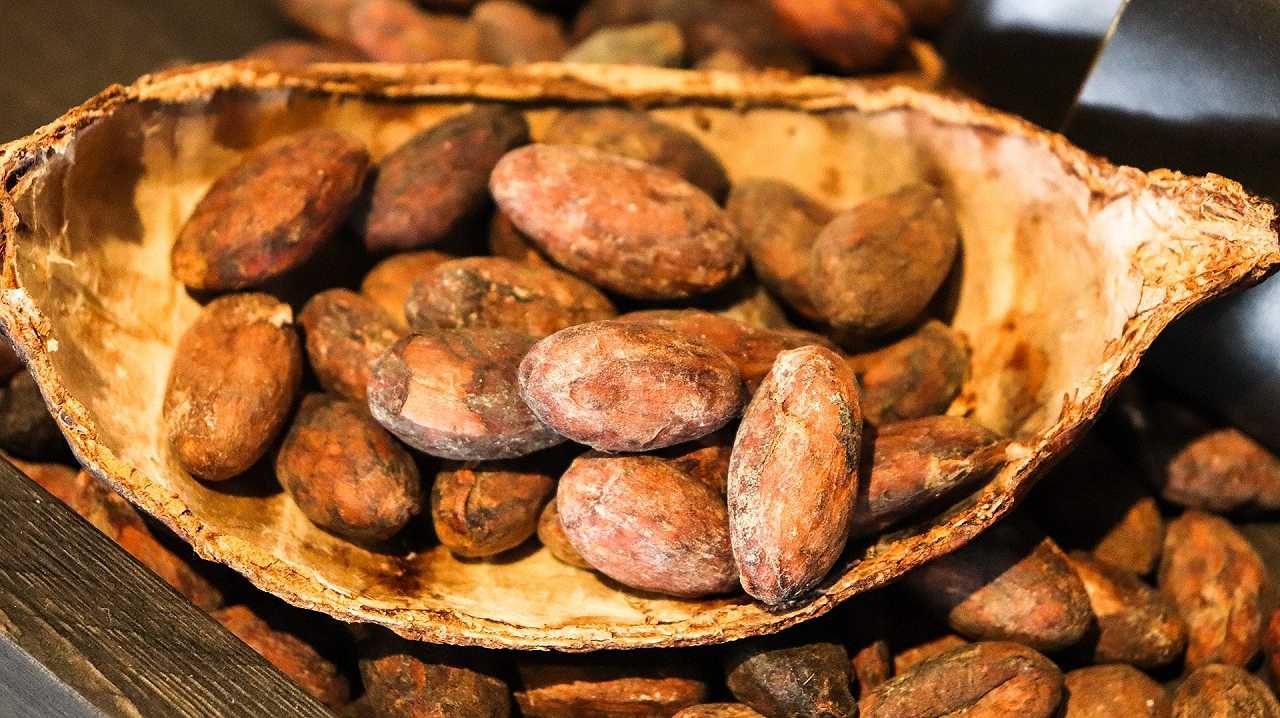 Costa d’Avorio: produzione del cacao favorita dalle piogge inusuali per la stagione