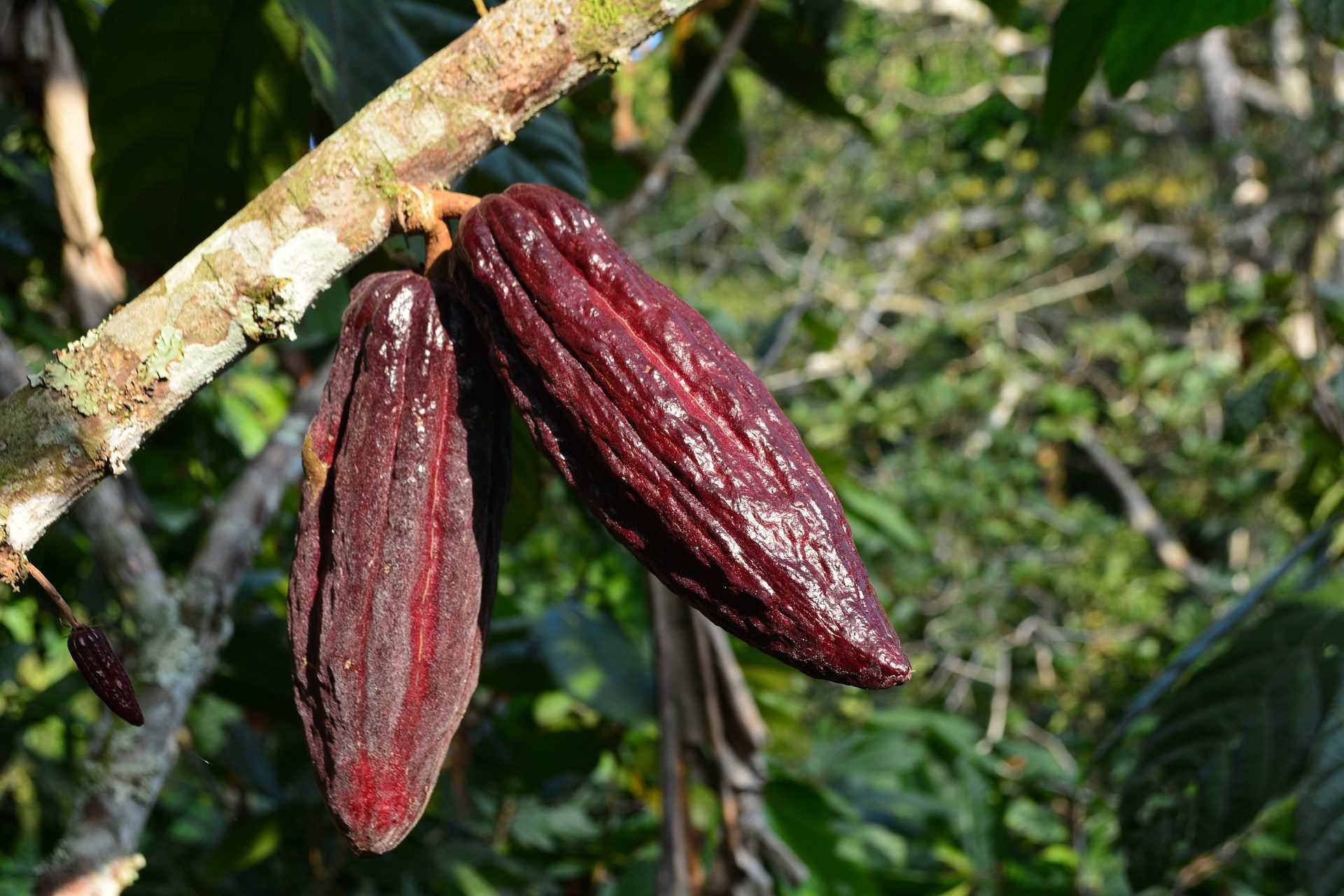 cacao pianta