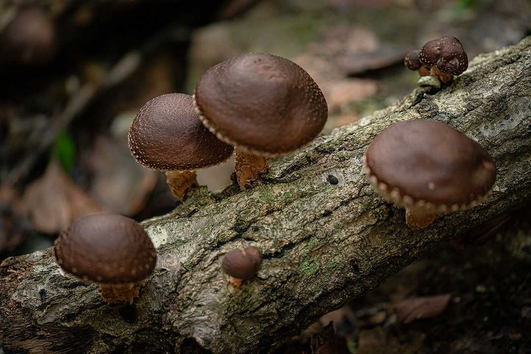 Funghi Shiitake di Arche Naturkuche: richiamo per rischio allergeni