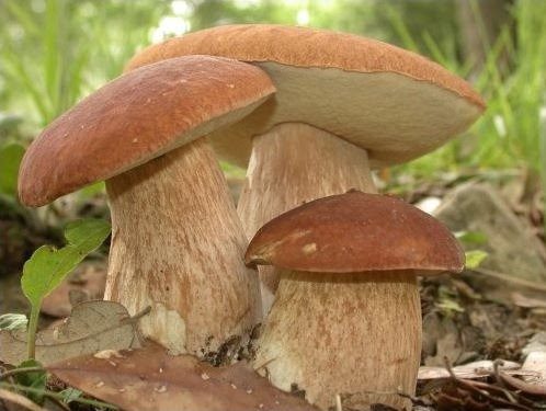 Musei del Cibo, nel 2022 apriranno quello del fungo e del tartufo