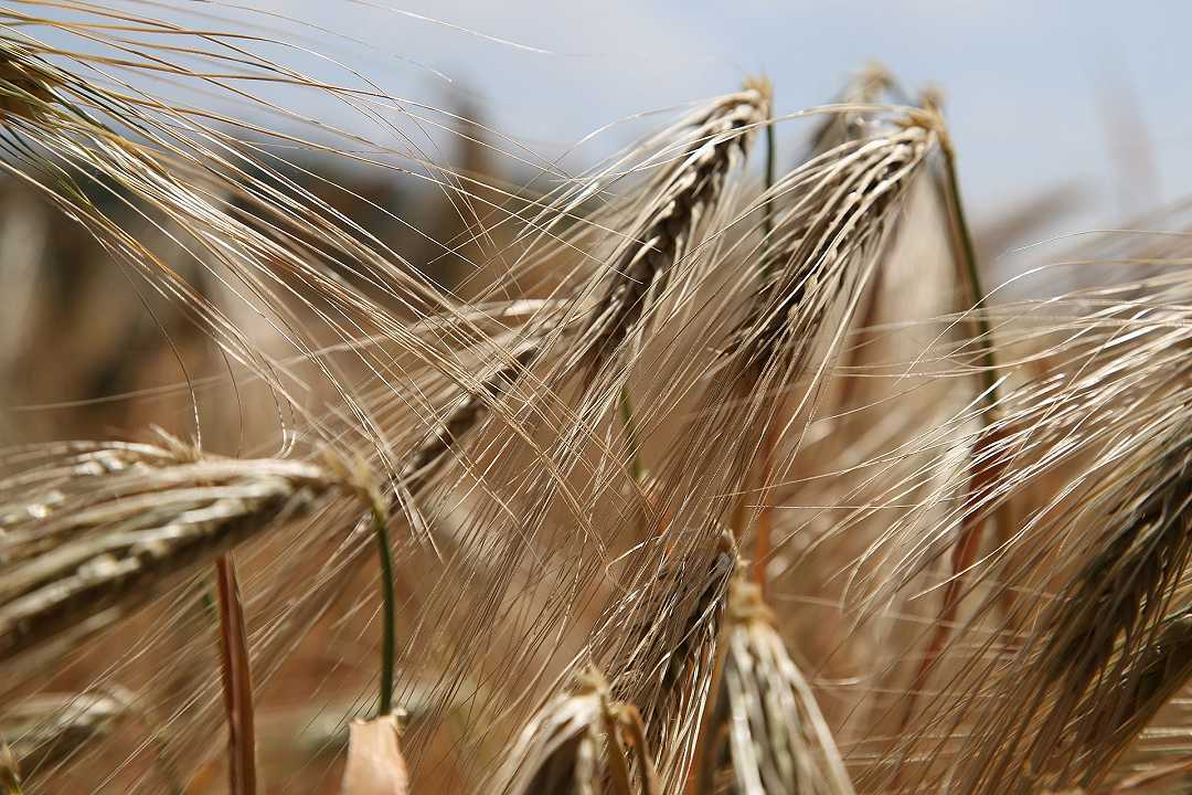 Agricoltura, le nutrie divorano il grano della Bassa Padovana: danni per mezzo milione