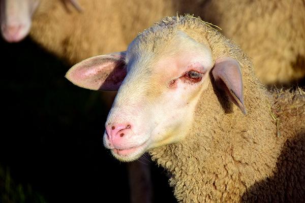 Latte di pecora: aumenti in arrivo a più di 1,45 euro al litro