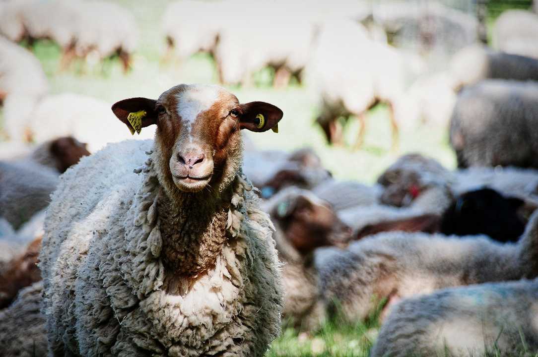 Francia, allevatori: caccia ai lupi per salvare le pecore del formaggio Brebis