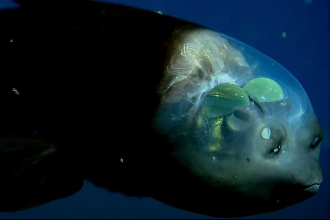 Pesce occhio di barile, la creatura degli abissi filmata dagli scienziati