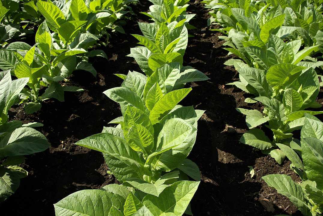 Tabacco: accordo Coldiretti – Philip Morris per aiutare i coltivatori italiani