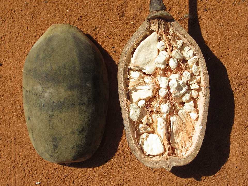 Dieta, il frutto del baobab abbassa la glicemia