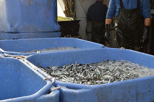 Pesca: al lavoro per candidarla come Patrimonio Culturale Immateriale dell’Unesco