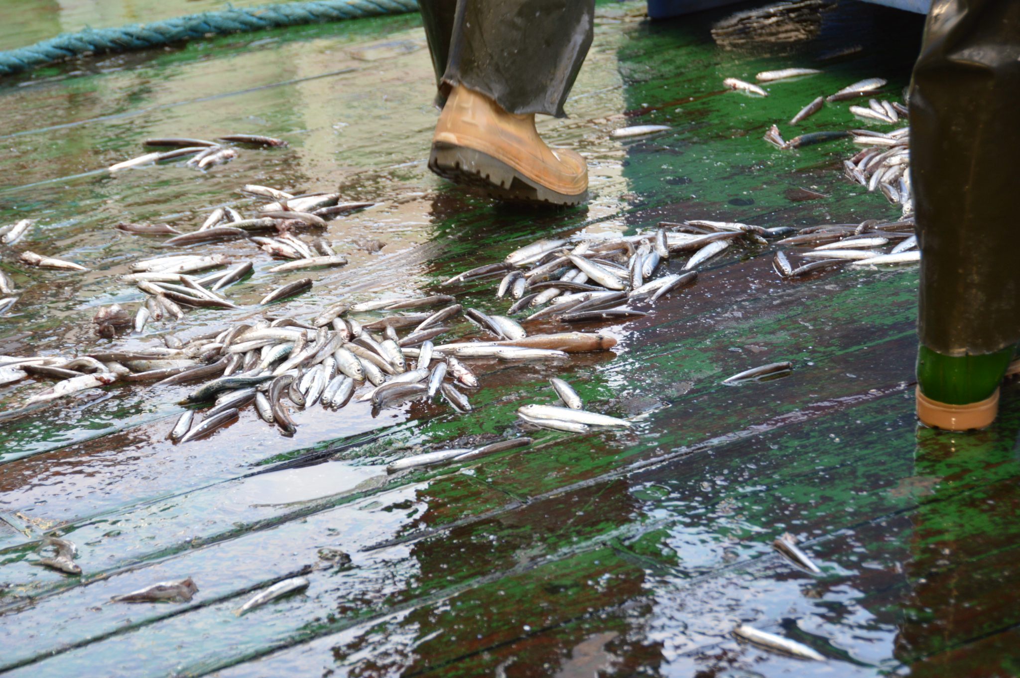Pesca di Chioggia; peschereccio