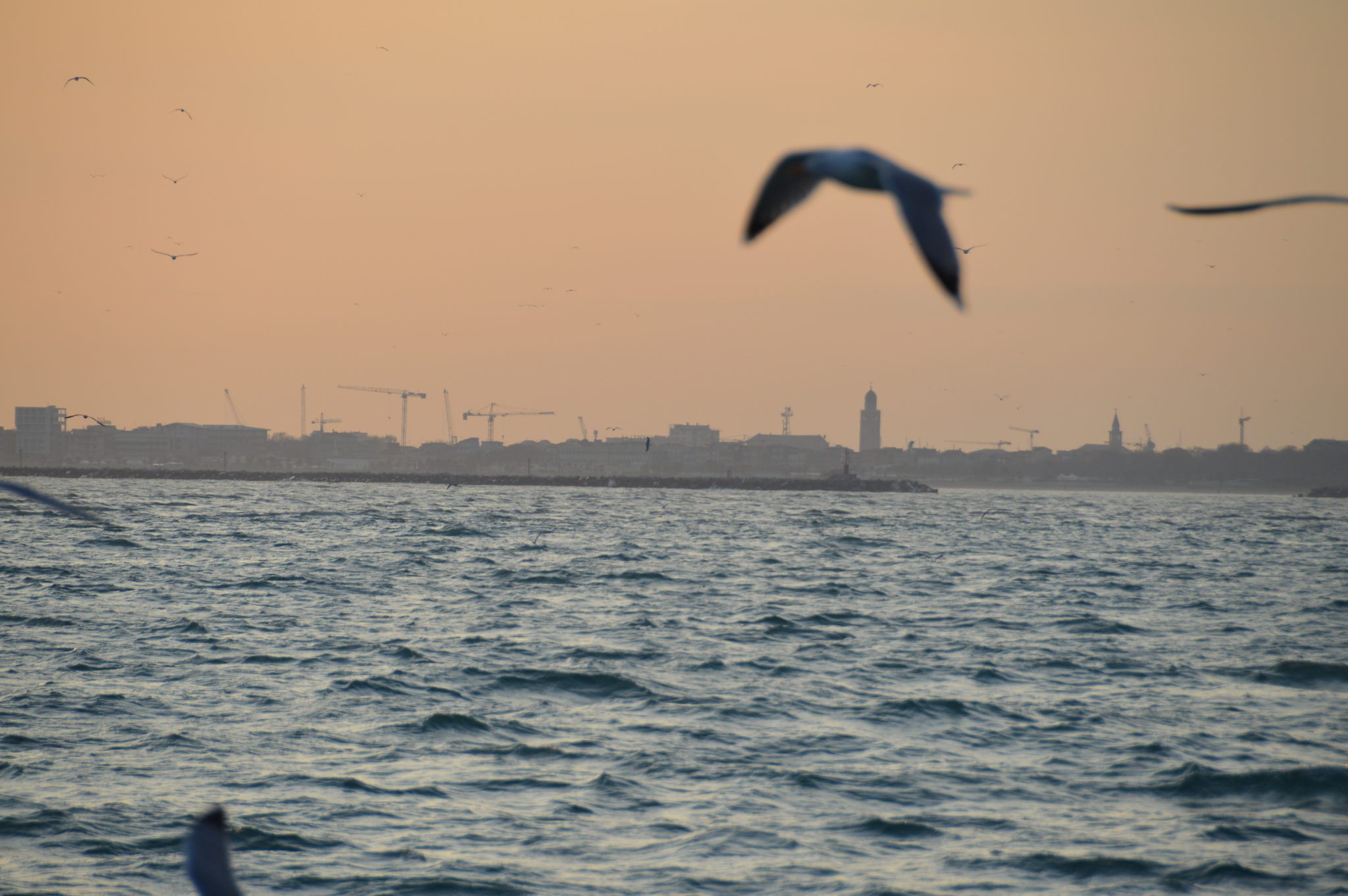 Pesca di Chioggia