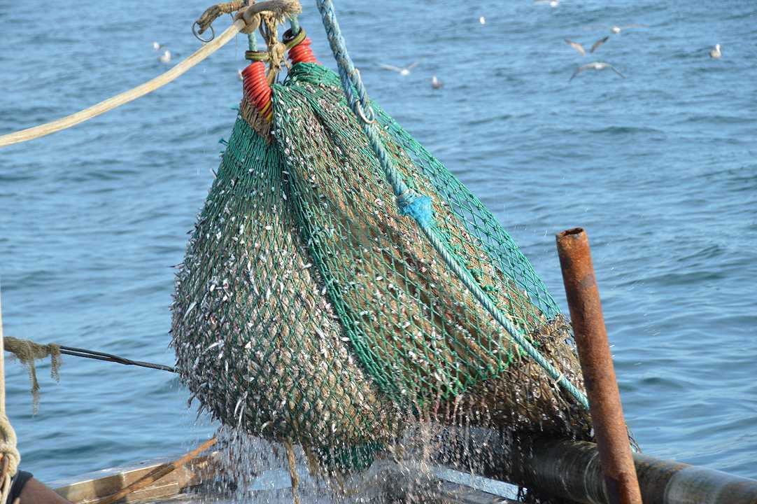 Pesca illegale: dal Mipaaf arriva una nuova norma per proteggere le specie marine