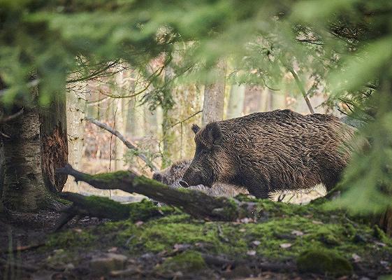 Peste suina africana: via libera ad alcune attività outdoor in Piemonte