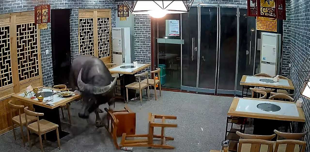 Cina, un bufalo entra in un ristorante e carica un uomo